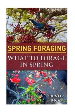 portada Spring Foraging: What To Forage In Spring