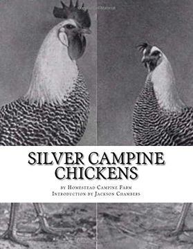 portada Silver Campine Chickens: The Vigorous Strain of Silver Campine Fowl