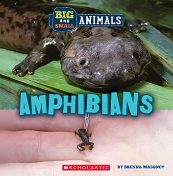 portada Big and Small: Amphibians (Wild World) (en Inglés)
