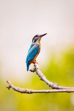 portada Kingfisher: The Family Contains 114 Species and Is Divided Into Three Subfamilies and 19 Genera. Often Seen as a Blue Flash While