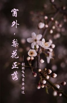 portada Pear Blossoms: The Selected Works of Qing Yu Fei Fei's Poems