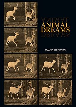 portada Animal Dreams (en Inglés)