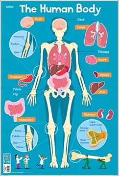 portada Human Body (Collins Children’S Poster) (en Inglés)