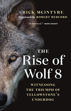 portada The Rise of Wolf 8: Witnessing the Triumph of Yellowstone's Underdog: 1 (The Alpha Wolves of Yellowstone) (in English)