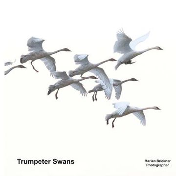 portada Trumpeter Swans (en Inglés)