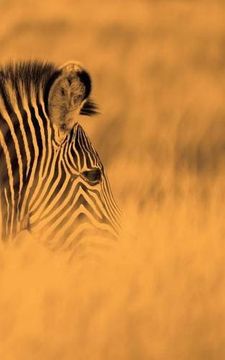 portada Alive! Zebra Stripes - Sepia - Photo Art Nots (5 X 8 Series)