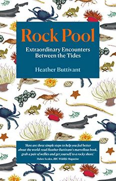 portada Rock Pool: Extraordinary Encounters Between the Tides: A Life -Long Fascination Told in Twenty-Four Creatures (in English)