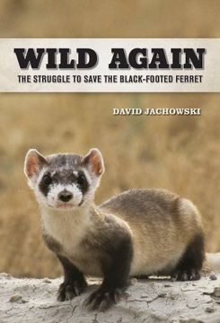 portada Wild Again: The Struggle to Save the Black-Footed Ferret (en Inglés)