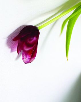 portada Tulip (en Inglés)