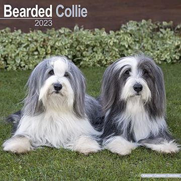 portada Bearded Collie Calendar - dog Breed Calendars - 2022 - 2023 Wall Calendars - 16 Month by Avonside 