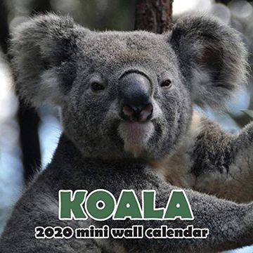 portada Koala 2020 Mini Wall Calendar (en Inglés)
