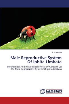 portada Male Reproductive System Of Iphita Limbata