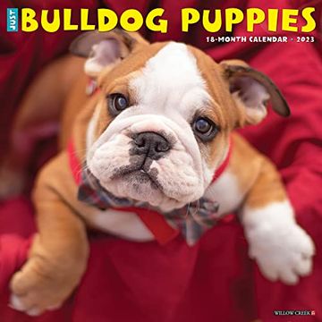 portada Just Bulldog Puppies 2023 Wall Calendar (en Inglés)