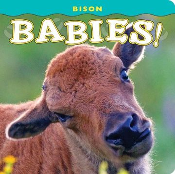 portada Bison Babies! (in English)