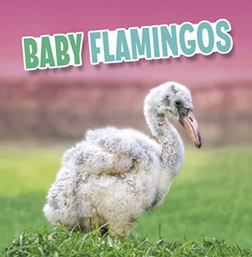 portada Baby Flamingos