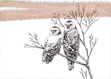 portada Snowy Owls Deluxe Boxed Holiday Cards (en Inglés)