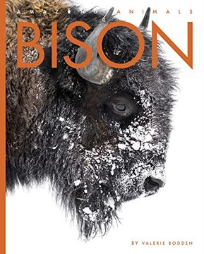 portada Bison (Amazing Animals) (en Inglés)