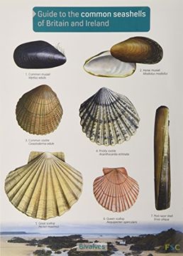 portada Guide to the Common Seashells of Britain and Ireland (Chart)