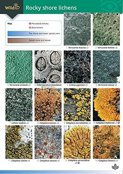 portada Guide to Rocky Shore Lichens (en Inglés)