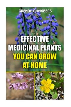 portada Effective Medicinal Plants You Can Grow At Home