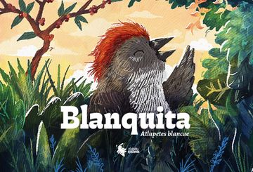 portada Blanquita Atlapetes Blancae (in Spanish)