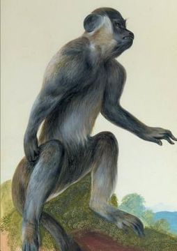 portada Carnet Blanc, Macaque (en Francés)