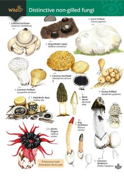 portada Distinctive Non-Gilled Fungi (Identification Chart)