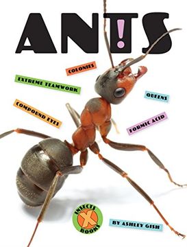 portada Ants (in English)