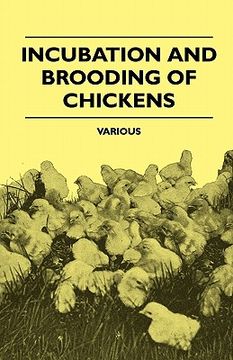 portada incubation and brooding of chickens