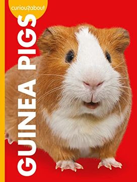 portada Curious About Guinea Pigs (Curious About Pets) (en Inglés)
