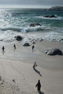 portada Alive! little penguin friends - Natural and shiny - Photo Art Notebooks (6 x 9 series): by Photographer Eva-Lotta Jansson