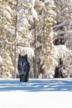 portada Beautiful Eyes This Morning: The Gray Wolf or Timber Wolf, Is a Canine Native to the Wilderness and Remote Areas of Eurasia and North America. (en Inglés)