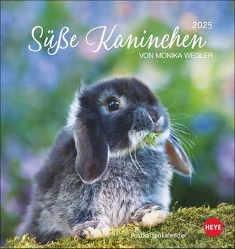 portada Süße Kaninchen Postkartenkalender 2025: Tierfotografin Monika Wegler Setzt in Einem Kleinen Kalender Niedliche Häschen in Szene. Tischkalender im Postkartenformat.