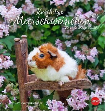 portada Kuschelige Meerschweinchen Postkartenkalender 2025: Von Monika Wegler. Kleiner Kalender mit Porträts der Putzigen Nager. Jeden Monat Eine Neue Postkarte aus dem Fotokalender.