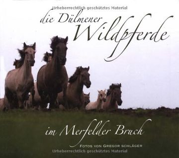 portada Die Dülmener Wildpferde in Merfelder Bruch (en Alemán)