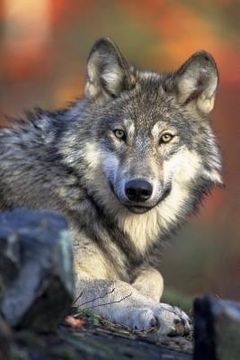 portada Watching You: Wolves Live and Hunt in Packs of Around Six to Ten Animals. They Are Known to Roam Large Distances, Perhaps 12 Miles i (en Inglés)