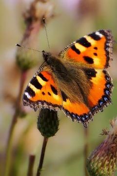 portada Painted Lady: There Are Over 20,000 Species of Butterflies in the World.