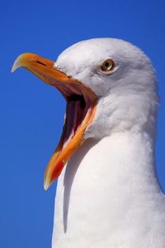 portada Seagull: Seagulls Learn, Remember and Even Pass on Behaviours, Such as Stamping Their Feet in a Group to Imitate Rainfall and T