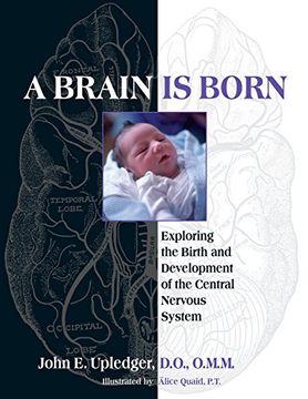 portada A Brain is Born: Exploring the Birth and Development of the Central Nervous System (en Inglés)