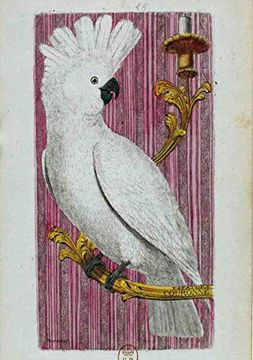 portada Carnet Blanc, Kakatoes, Dessin 18e Siecle (Bnf Animaux) (French Edition)