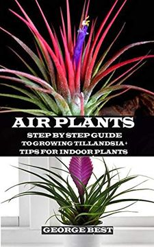 portada Air Plant: Step by Step Guide to Growing Tillandsia + Tips for Indoor Plants 