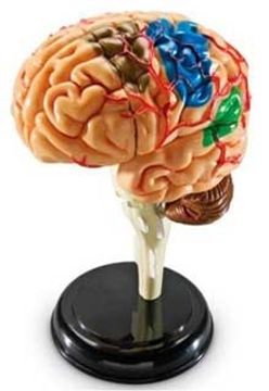 Libro Cerebro. Modelo Anatomico (31 piezas), Learning Resources, ISBN  27378121. Comprar en Buscalibre
