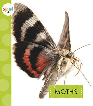 portada Moths (Spot Creepy Crawlies) (en Inglés)