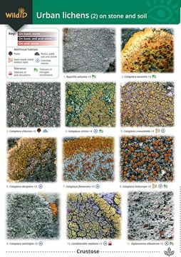 portada Guide to Common Urban Lichens: On Stones and Soil pt. 2 (in English)