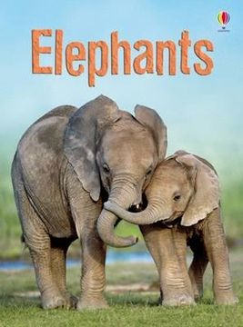 portada elephants