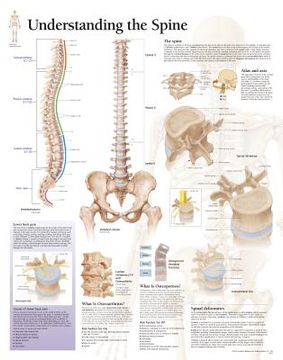 portada understanding the spine chart: laminated wall chart