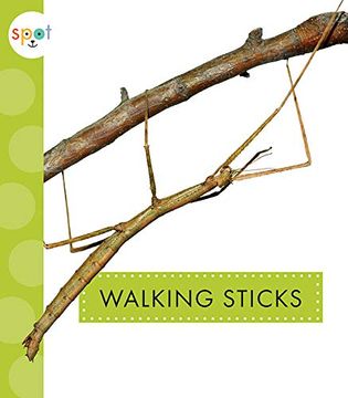 portada Walking Sticks (Spot Creepy Crawlies) (en Inglés)
