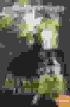 portada El Astronomo Y El Templario