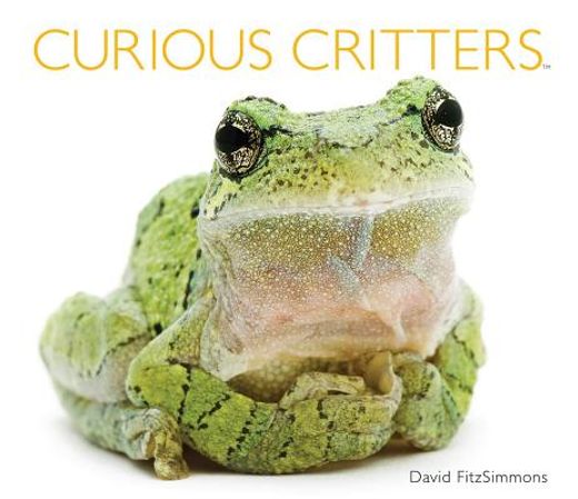 curious critters