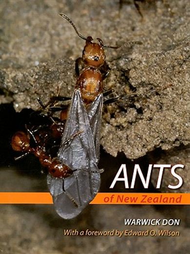 Ants of New Zealand (en Inglés)